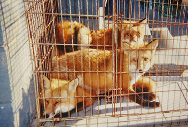 Fox in a cage trap