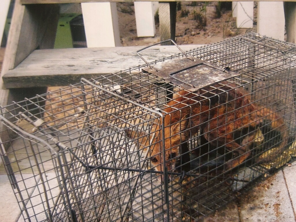 Fox in a cage trap