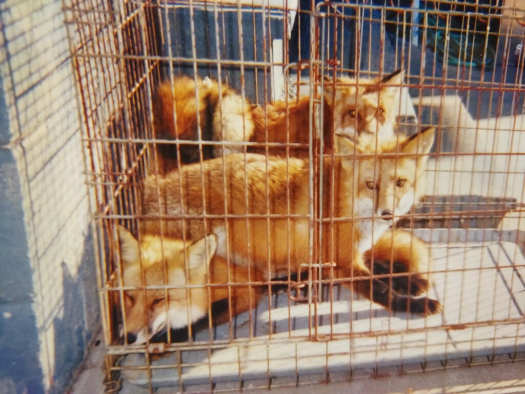 Three foxes in a cage trap