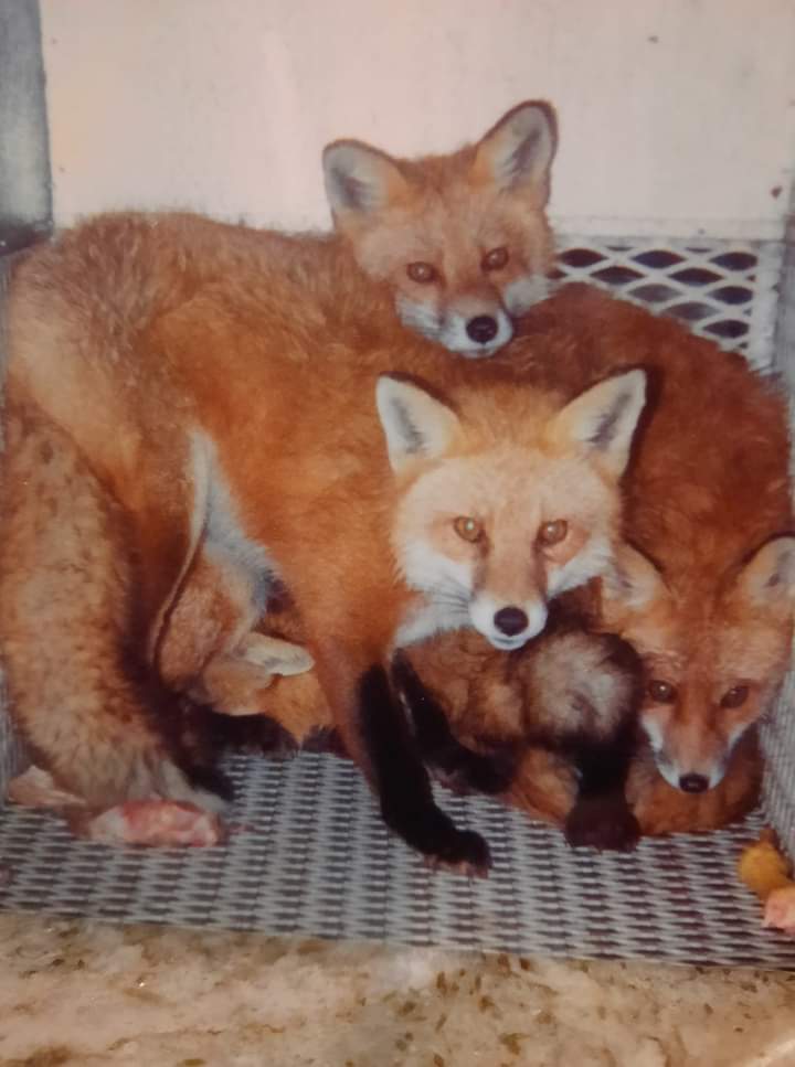 Three foxes looking at the camera