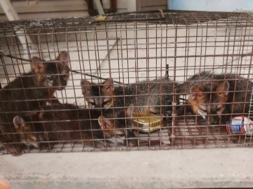 Baby grey fox in a trap