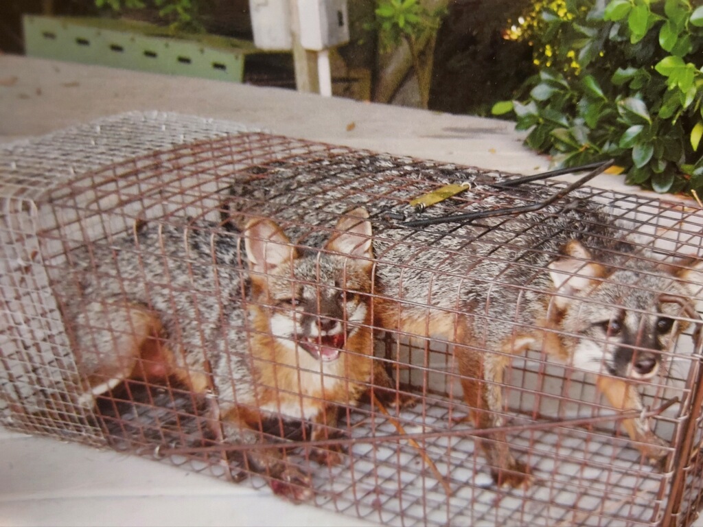 Two grey foxes in a trap