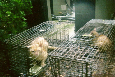 Feral cats in cage traps