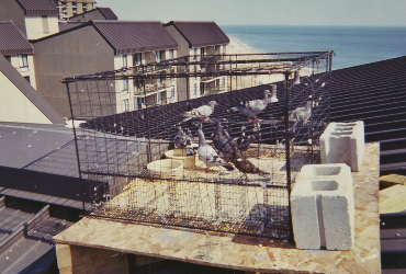 Pigeons inside a rooftop trap