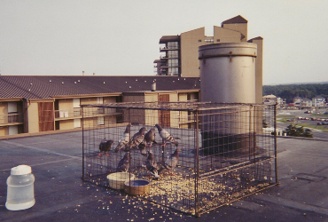 Pigeon trap set on a roof