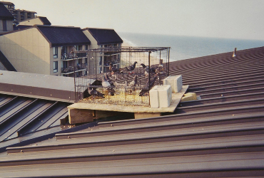 Pigeons caught in a walk-in trap