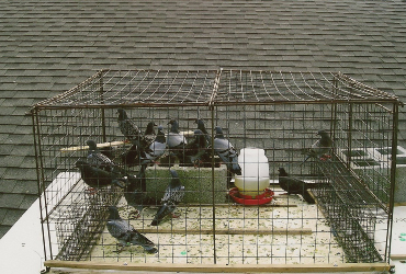 Pigeons roosting in a barn