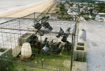 Rooftop pigeon trapping