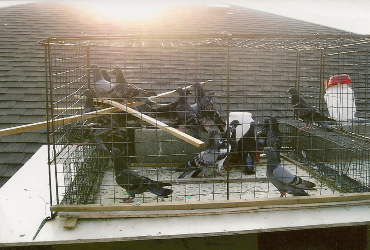 Pigeons removed from a warehouse roof