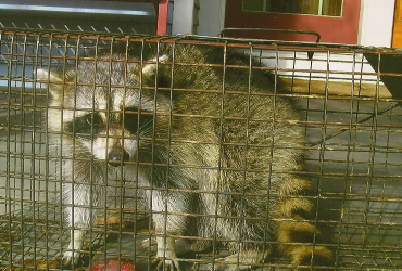 Raccoon in a cage trap