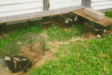 Skunks in cage traps beside a shed