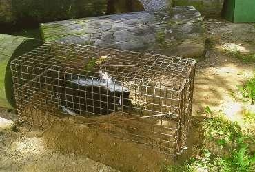 Skunk in a covered cage trap