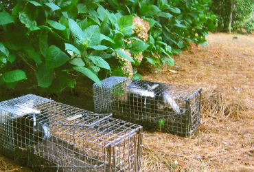 Skunk in a trap on a lawn