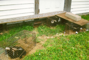 Skunk removed from a crawl space