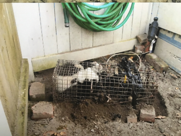 Covered traps set for skunks