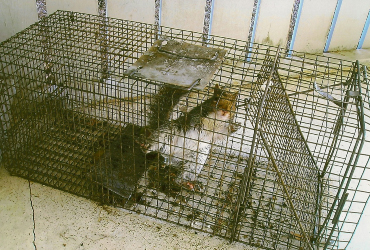 Cage traps on a roof